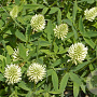 Trifolium pannonicum 'White Tiara' GM P9