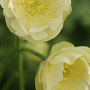 Trollius 'Alabaster' GM P9