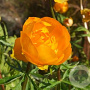 Trollius 'Orange Princess' GM P9