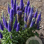 Veronica spic. Royal Candles GM P9