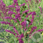 Salvia nem. 'Schwellenburg' GM P9