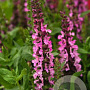 Salvia nem. 'Sensation Rose' GM P9
