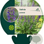 Salvia pratensis GM P9