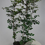 Fagus sylvatica 175-200 cm 7,5L Gestokt