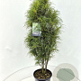 Frangula alnus Fine Line 100-120 cm 15L