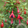 Fuchsia 'David' GM 2,0L