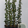 Hedera hibernica 80-100 cm rozenpot 2L