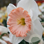 Narcissus Mon Cheri 10-12 mm verpakt per 100