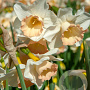 Narcissus Cosmopolitan 10-12 mm verpakt per 100