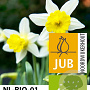 Narcissus Topolino 10-12 mm verpakt per 100