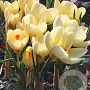 Crocus chr. Cream Beauty 5 cm verpakt per 100