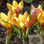 Crocus chr. Fuscotinctus 5 cm verpakt per 100