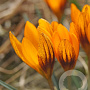 Crocus chr. Orange Monarch 5 cm verpakt per 100