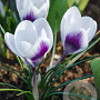 Crocus chr. Prins Claus 5 cm verpakt per 100