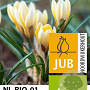 Crocus chr. Romance 5 cm verpakt per 100