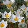 Crocus chr. Snowbunting 5 cm verpakt per 100