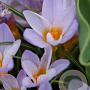 Crocus sp. etruscus Rosalind 5 cm verpakt per 100