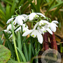 Galanthus nivalis Flore Pleno 5 cm verpakt per 100