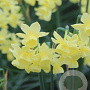 Narcissus Angel'S Breath 8-10 cm verpakt per 100