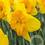 Narcissus Pride of Lions 12-14 cm verpakt per 10