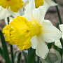 Narcissus Victoria 12-14 cm verpakt per 10