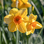 Narcissus Kedron 12-14 cm verpakt per 10