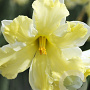 Narcissus Belcanto 12-14 cm verpakt per 10