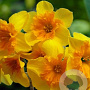 Narcissus Slice Of Life 12-14 cm verpakt per 10