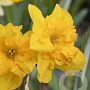 Narcissus Yellow Parrot 12-14 cm verpakt per 10