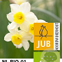 Narcissus Minnow 12-14 cm verpakt per 10