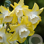 Narcissus Pipit 12-14 cm verpakt per 10