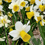 Narcissus Pre Party 12-14 cm verpakt per 10