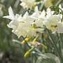 Narcissus Starlight Sensation 12-14 cm verpakt per 10