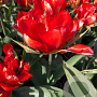Tulipa Love Valley 12 cm verpakt per 100