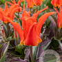 Tulipa Rigas Barikades 12 cm verpakt per 100