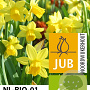 Narcissus tête-á-tête 12-14 cm verpakt per 10