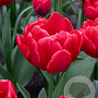 Tulipa Red Foxtrot 12 cm verpakt per 100