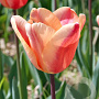 Tulipa Apricot Foxx 12 cm verpakt per 100