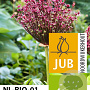 Allium Magic 12-14 cm verpakt per 10