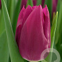 Tulipa Embrace 12 cm verpakt per 100
