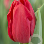 Tulipa Heartbreaker 12 cm verpakt per 100