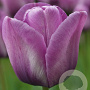 Tulipa Bleu Aimable 12 cm verpakt per 100