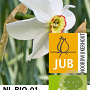 Narcissus recurvus 12-14 cm verpakt per 10