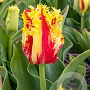 Tulipa Phantom 12 cm verpakt per 100