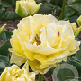 Tulipa Avant Garde 11-12 cm verpakt per 100