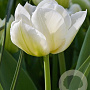 Tulipa Northcap 11-12 cm verpakt per 100