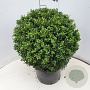 Ilex crenata 'Convexa' 40 cm 12L bol