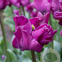Tulipa Crown Of Negrita 11-12 cm verpakt per 100