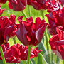 Tulipa Red Dress 11-12 cm verpakt per 100