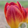 Tulipa Amberglow 11-12 cm verpakt per 100